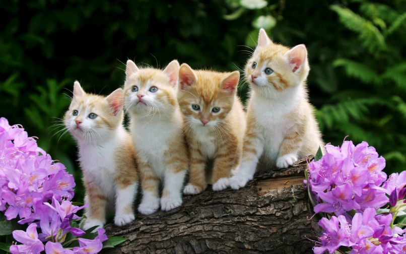 Những hình nền đẹp 3d cute con mèo - Hình số 4