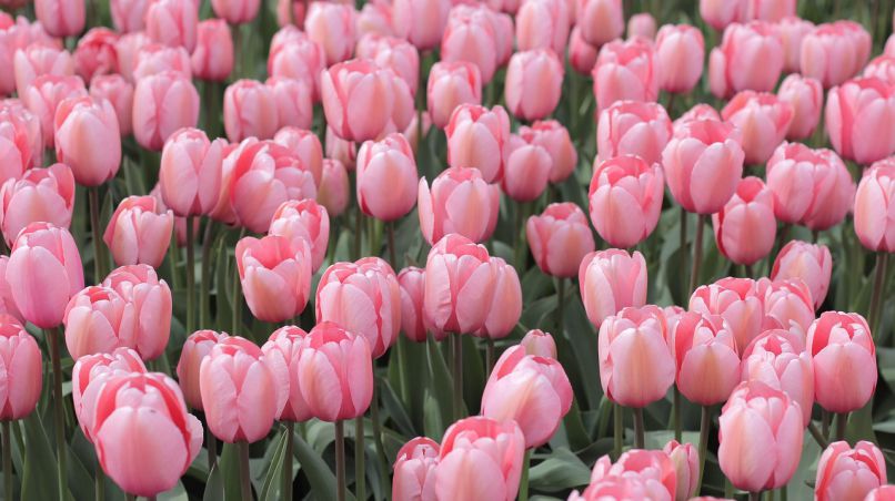 Những hình nền hoa tulip trắng hồng - Hình số 1