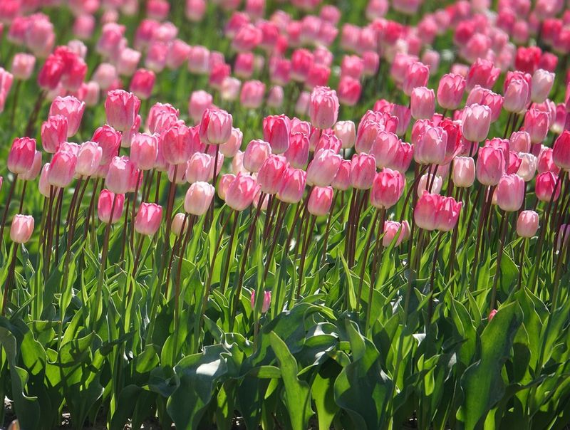 Những hình nền hoa tulip trắng hồng - Hình số 10
