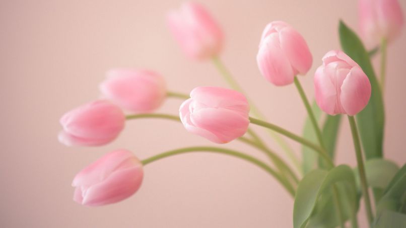 Những hình nền hoa tulip trắng hồng - Hình số 2