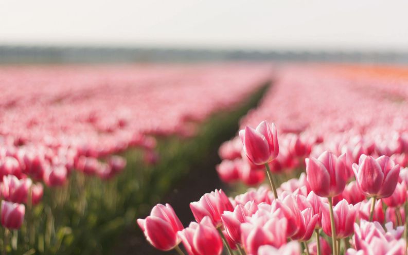 Những hình nền hoa tulip trắng hồng - Hình số 8