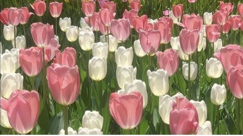 Những hình nền hoa tulip trắng hồng - Hình số 9