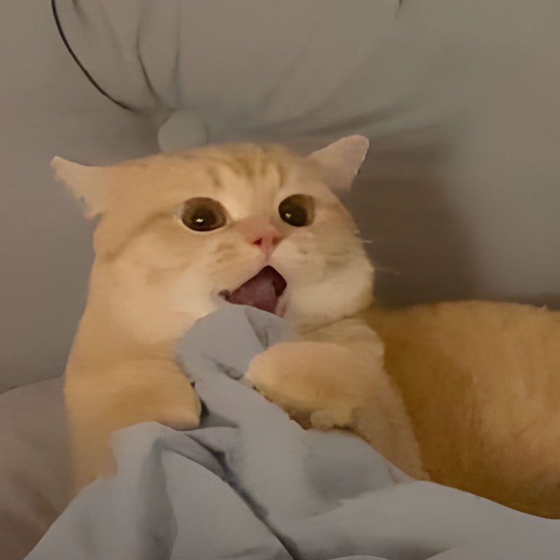 Những ảnh meme cute vô tri - Hình số 1