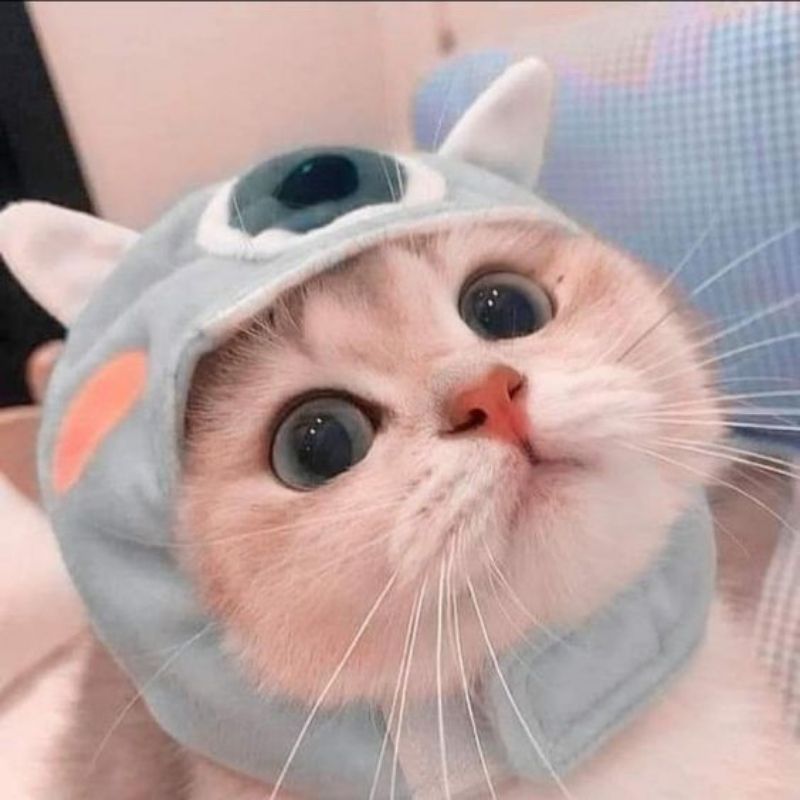 Những ảnh meme cute vô tri - Hình số 3
