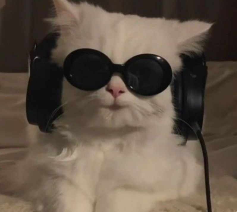 Những ảnh meme cute vô tri - Hình số 8