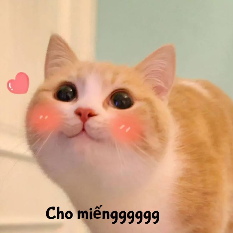Những ảnh meme hài hước cute - Hình số 3