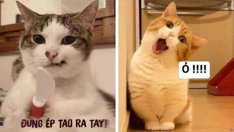 Những ảnh meme hài hước cute - Hình số 7