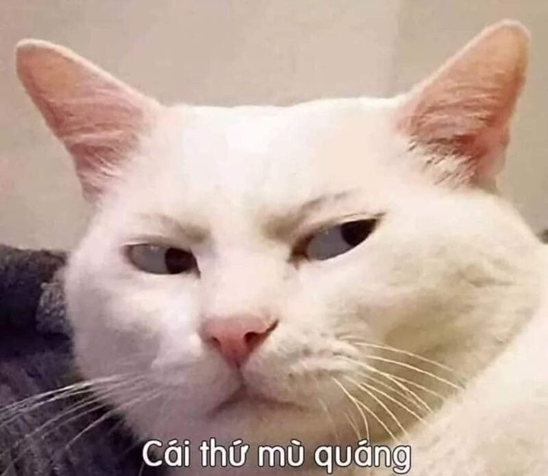 Những ảnh meme hài hước cute - Hình số 9