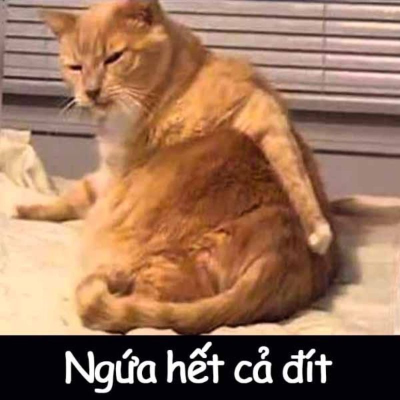 Những ảnh avatar meme bựa - Hình số 1