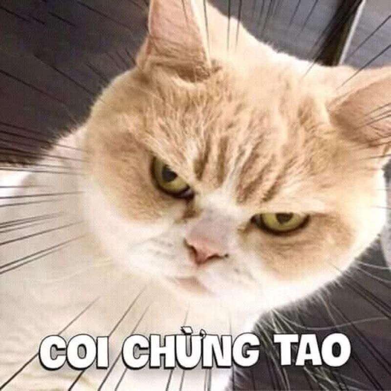 Những ảnh avatar meme bựa - Hình số 2