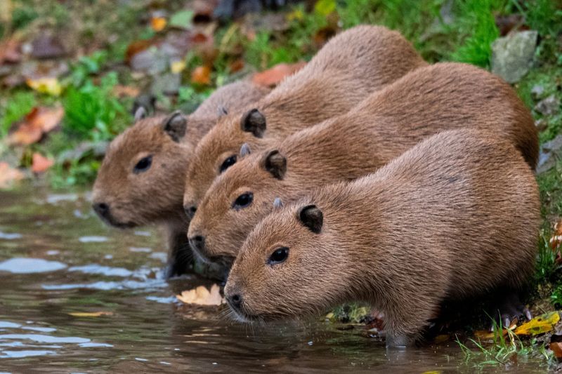 Những hình nền cute capybara 3d - Hình số 7