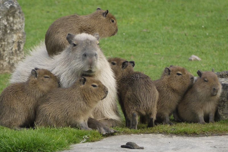 Những hình nền cute máy tính capybara - Hình số 10