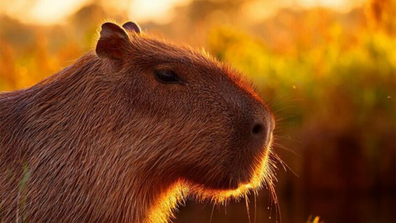 Những hình nền cute capybara 3d - Hình số 2