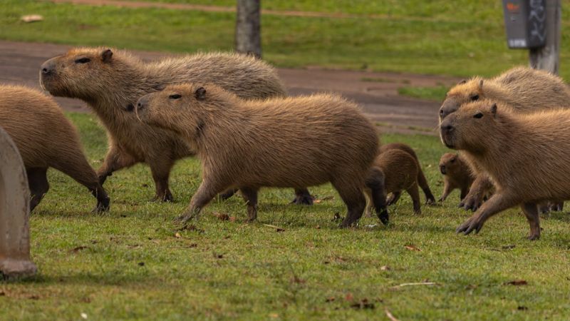 Những hình nền cute capybara cho máy tính - Hình số 1