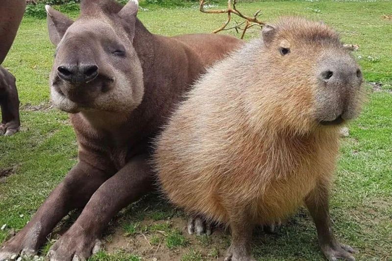 Những hình nền cute capybara cho máy tính - Hình số 2