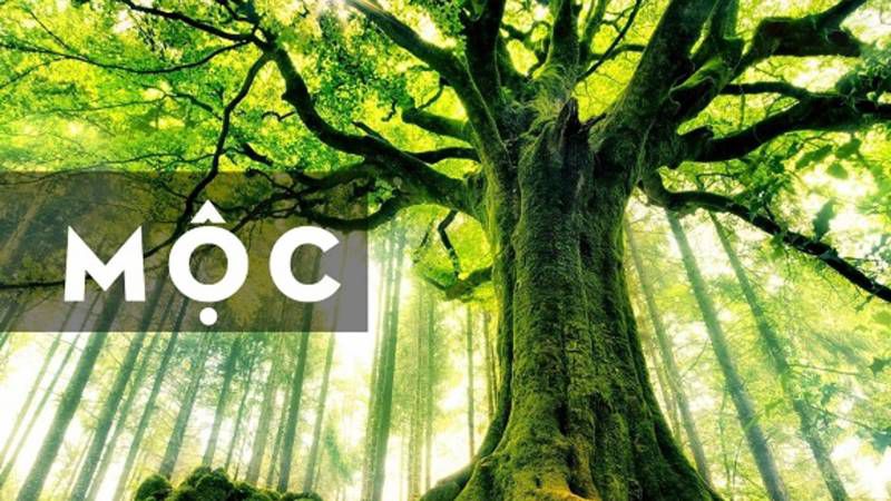 Những hình nền 8k may mắn cho mệnh mộc - Hình số 7