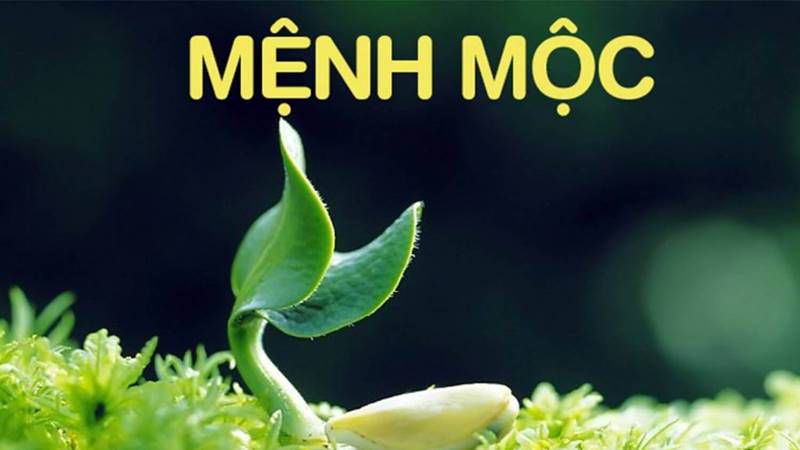 Những hình nền 8k may mắn cho mệnh mộc - Hình số 8