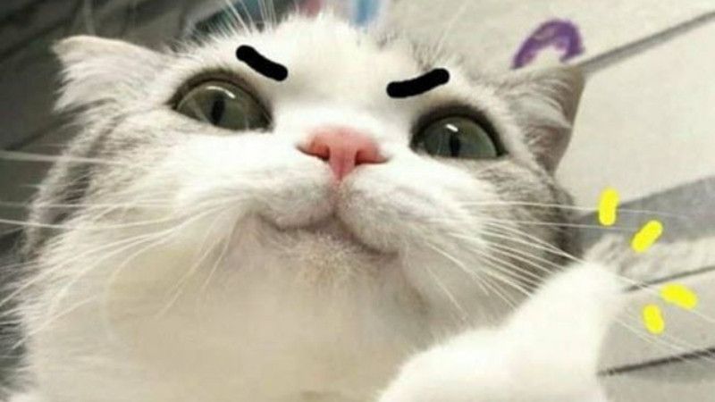 Những ảnh avatar meme mèo - Hình số 1