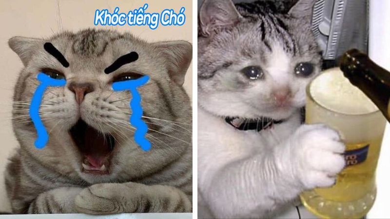 Những ảnh avatar meme mèo - Hình số 10