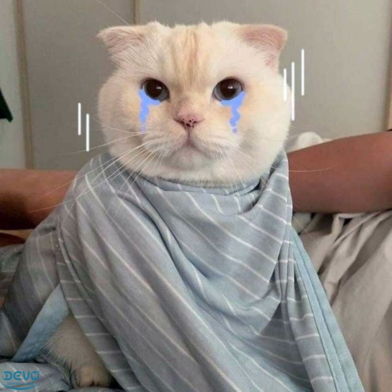 Những ảnh avatar meme mèo - Hình số 3