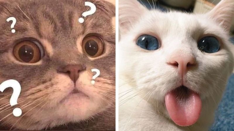 Những ảnh avatar meme mèo - Hình số 5