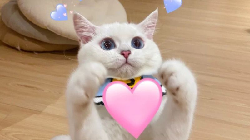 Những ảnh avatar meme mèo - Hình số 6