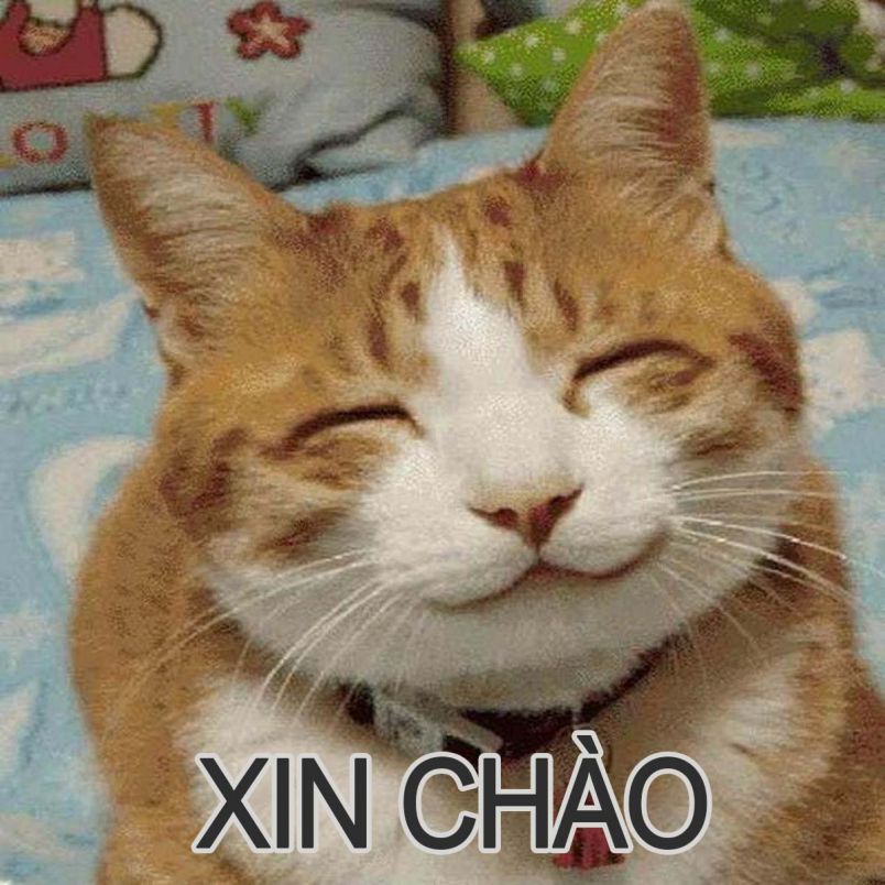 Những ảnh avatar meme mèo - Hình số 8