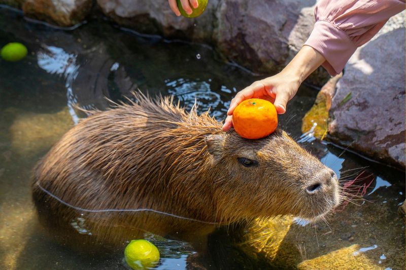 Những hình nền cute capybara vô tri - Hình số 9