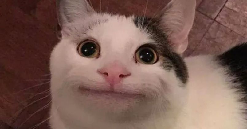Những ảnh avatar meme cute - Hình số 2