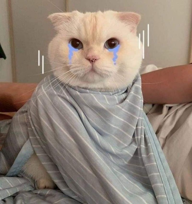 Những ảnh avatar meme cute - Hình số 8