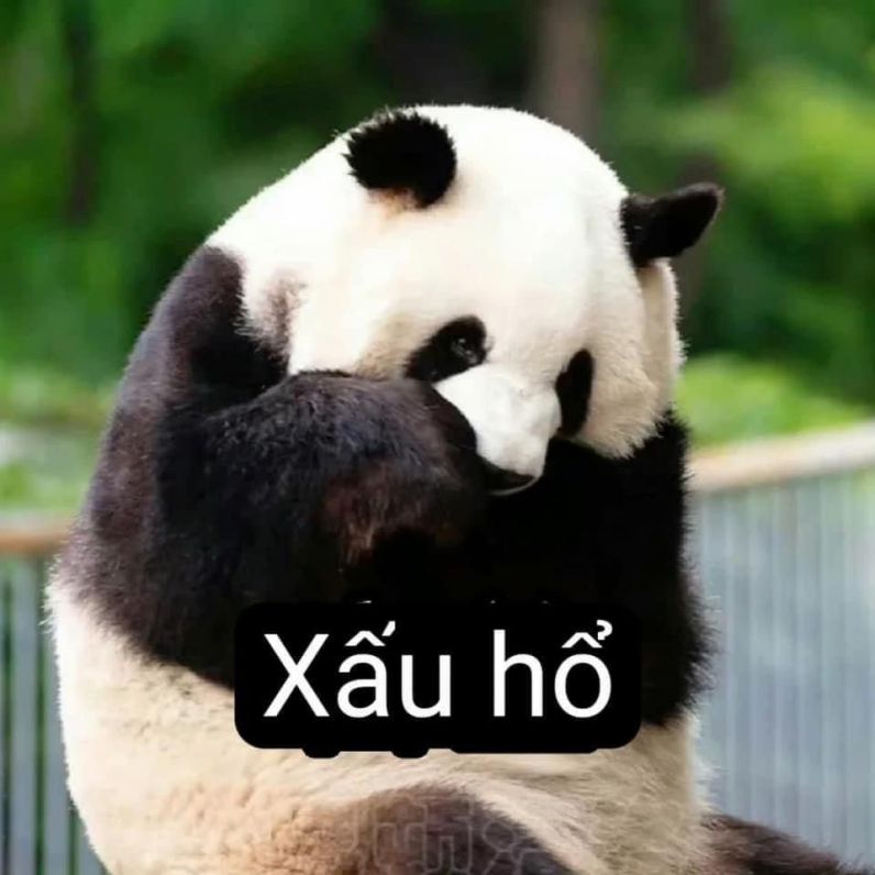 Những ảnh meme hài hước gấu trúc - Hình số 10