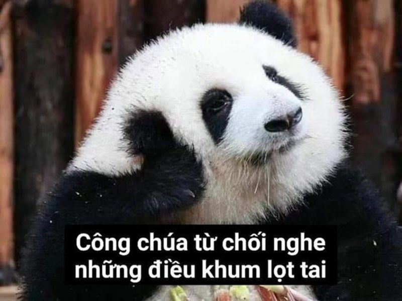 Những ảnh meme hài hước gấu trúc - Hình số 6