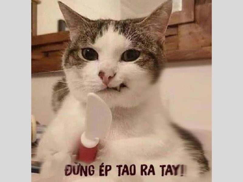 Những ảnh meme hài hước bựa - Hình số 6