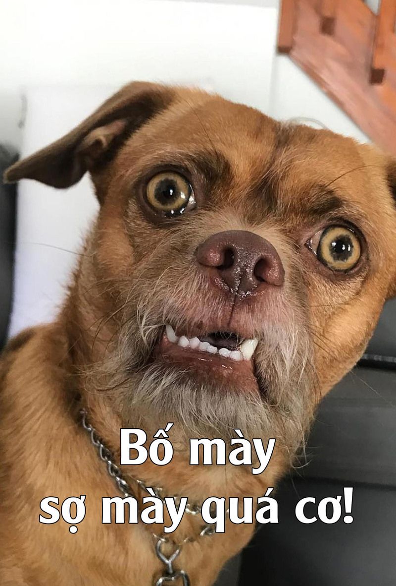 Những ảnh meme hài hước bựa - Hình số 8