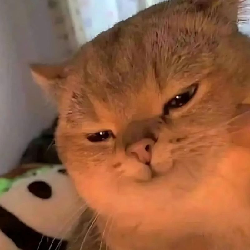 Những ảnh meme mèo - Hình số 1