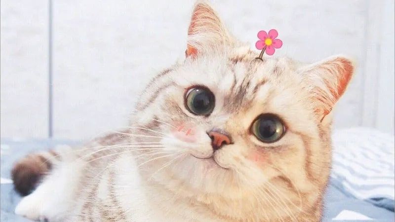 Những ảnh meme mèo - Hình số 5