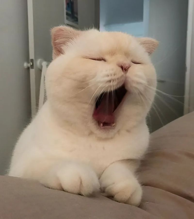 Những ảnh meme cute mèo - Hình số 5