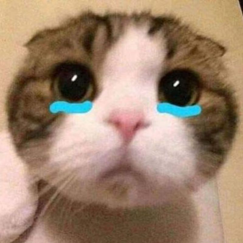 Những ảnh meme cute khóc - Hình số 1