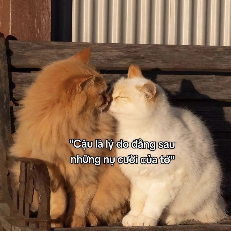 Những ảnh meme tình yêu - Hình số 10