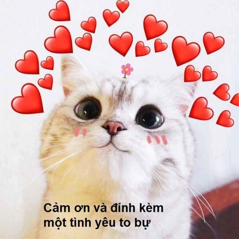 Những ảnh meme hài hước tình yêu - Hình số 6