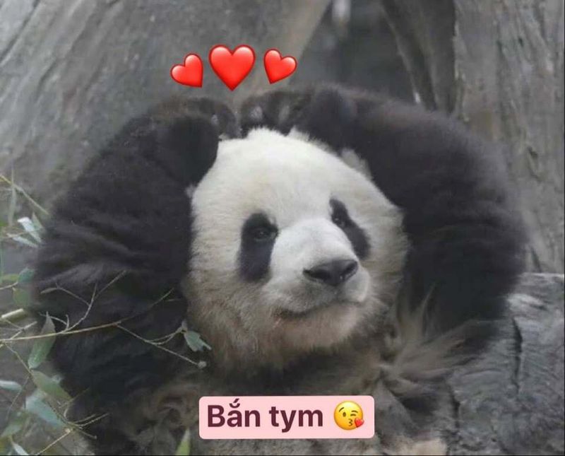 Những ảnh meme bắn tim - Hình số 4