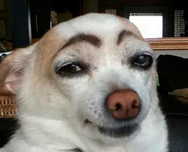 Những ảnh meme dog - Hình số 1