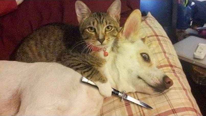 Những ảnh meme dog - Hình số 10