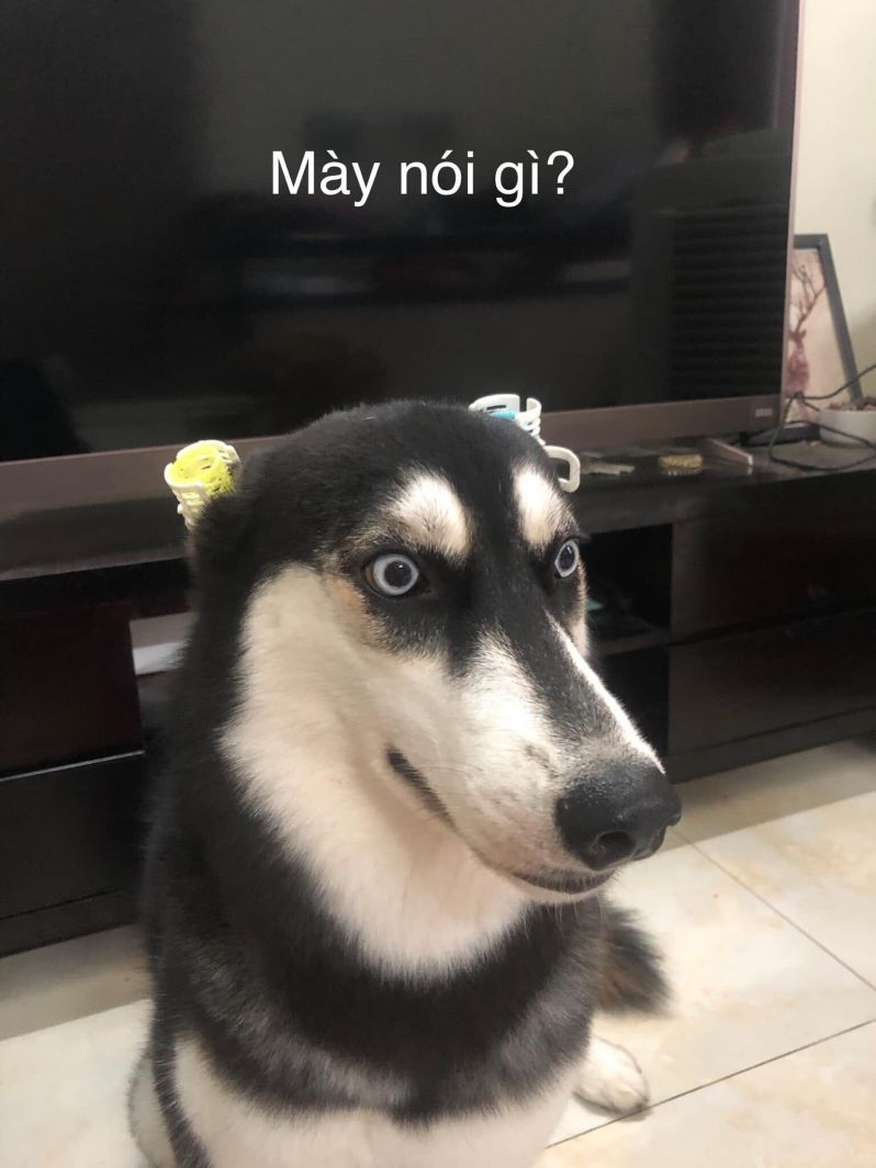 Những ảnh avatar meme chó - Hình số 2