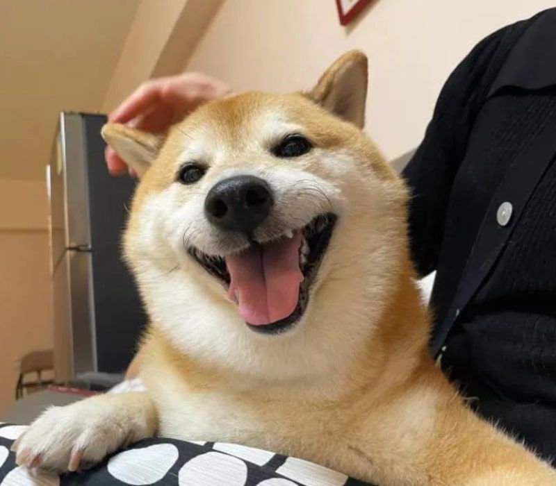 Những ảnh avatar meme chó - Hình số 4