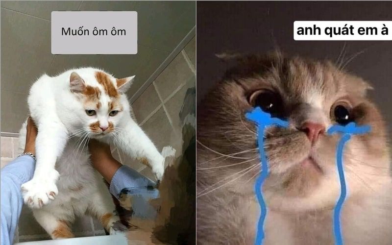 Những ảnh meme hài hước động vật - Hình số 5