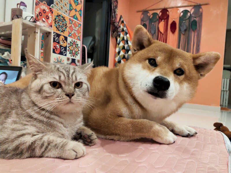 Những ảnh meme dog - Hình số 5