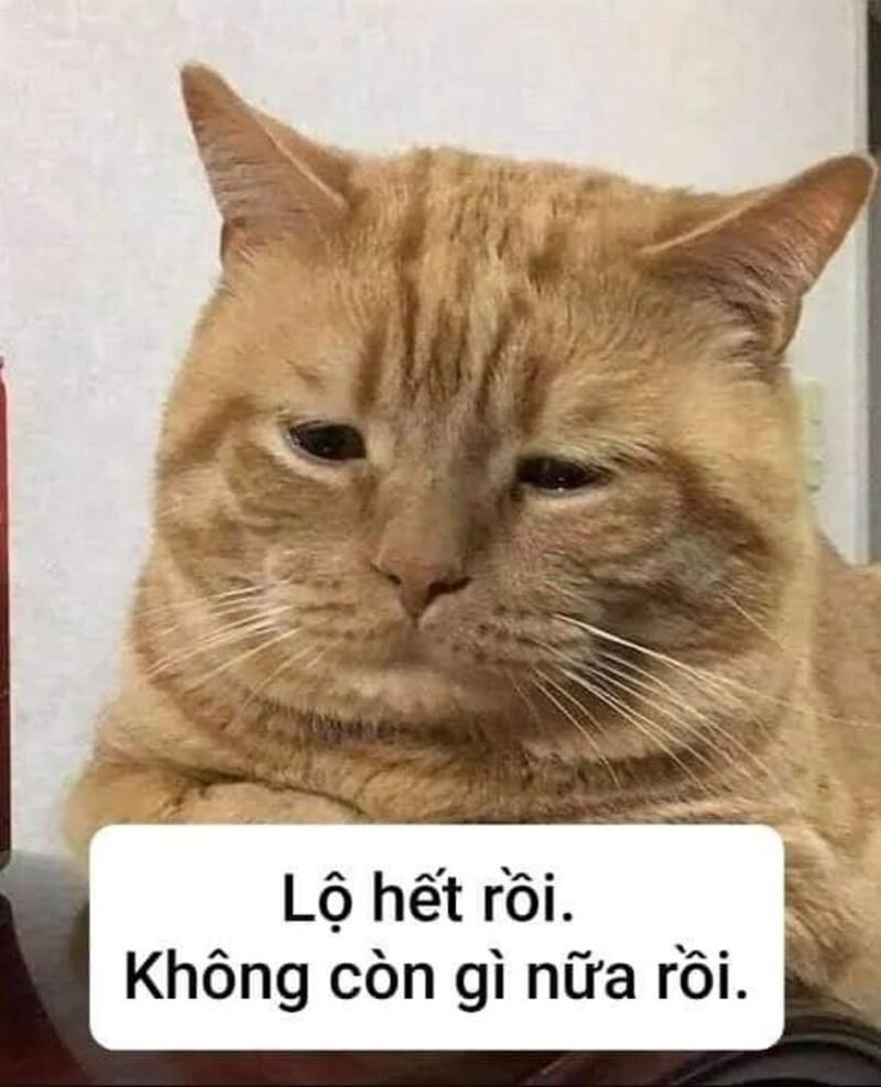 Những ảnh meme hài hước động vật - Hình số 6
