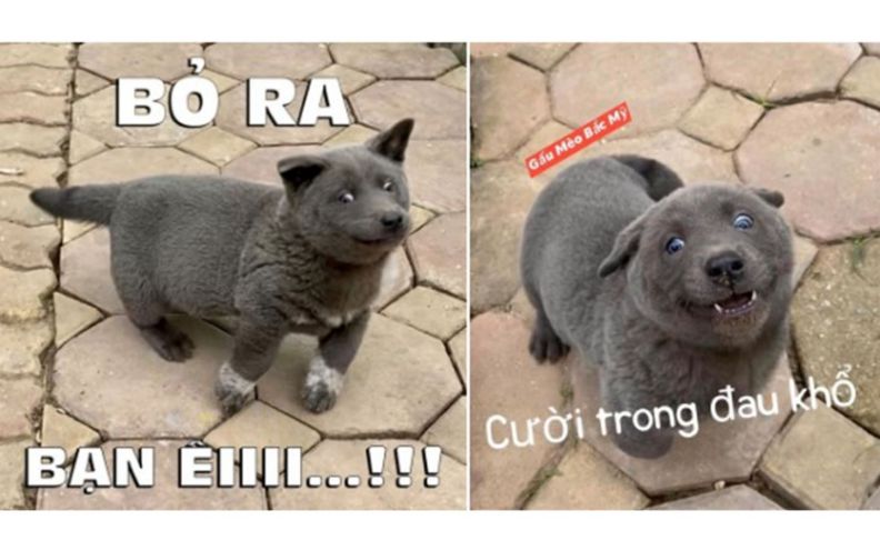 Những ảnh meme hài hước động vật - Hình số 7