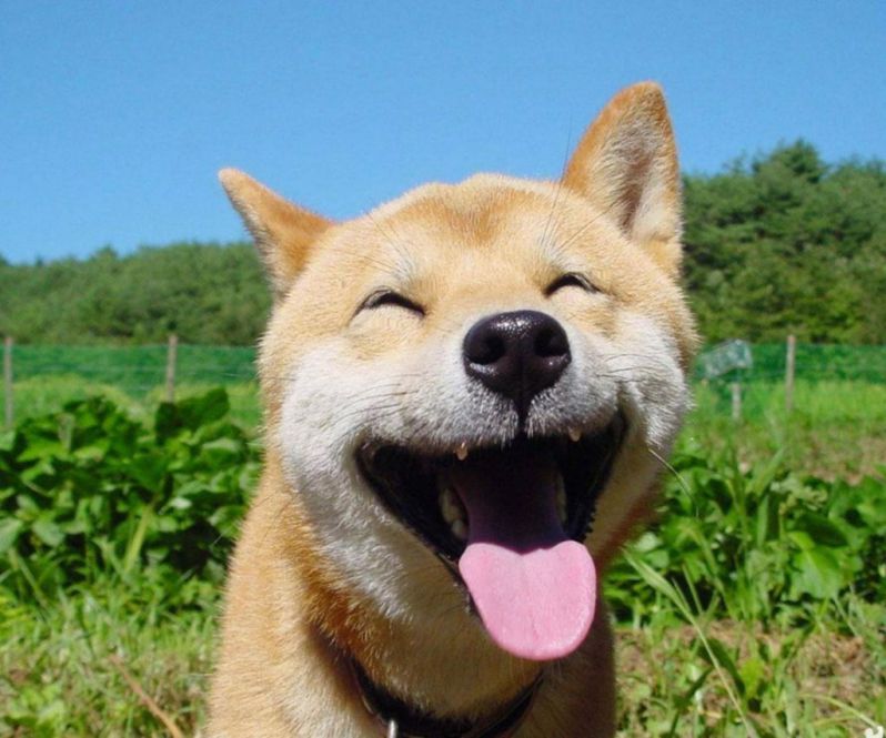 Những ảnh avatar meme chó - Hình số 7